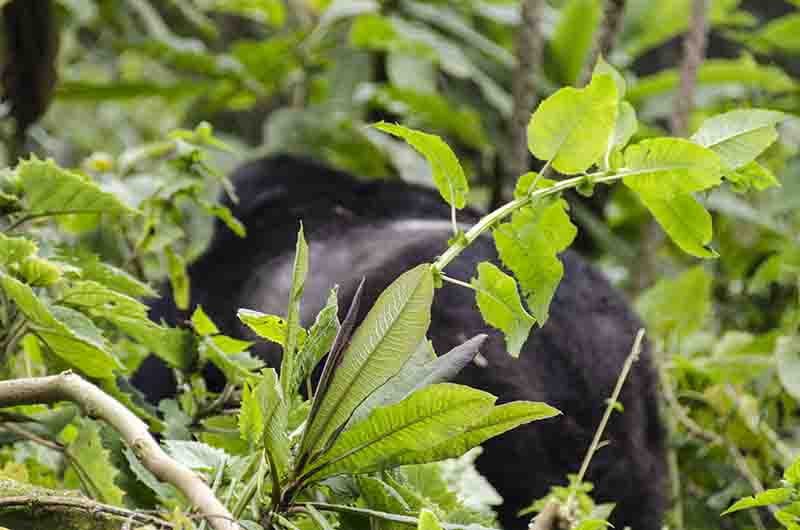 Gorila - selva de Virunga - parque nacional de los Volcanes - Ruanda 22.jpg